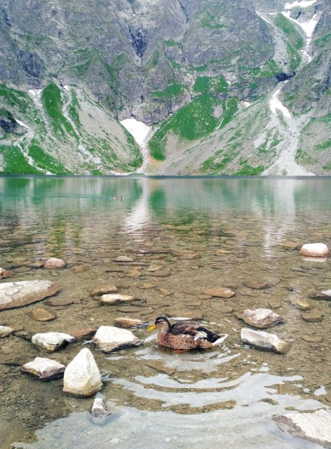 Качкам подобається ;) - фото 188396